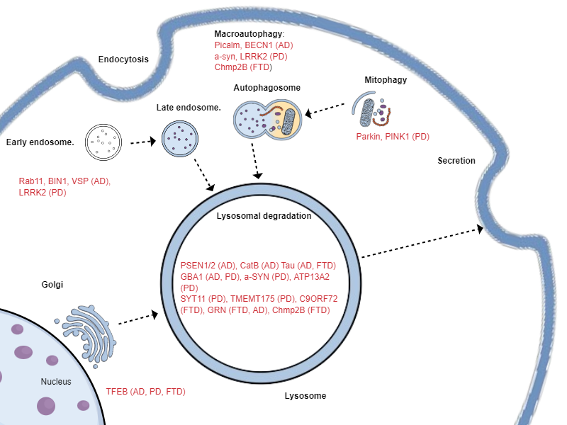 Lysosome mutations NDDs