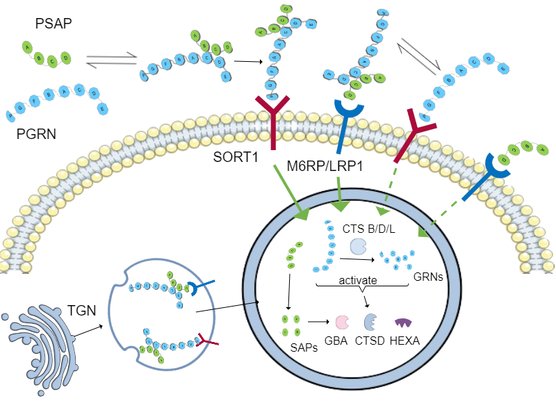 PGRN PSAP CELL slide 1