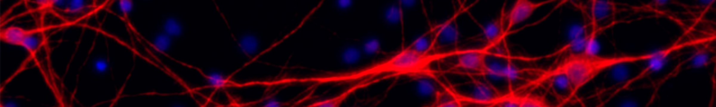 Image neurones